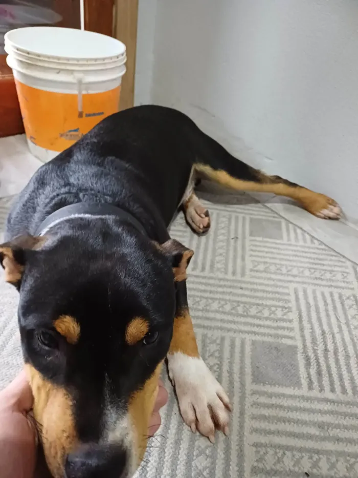 Cachorro ra a Pit-Bull idade 7 a 11 meses nome Mamute 