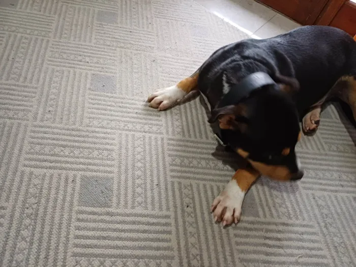 Cachorro ra a Pit-Bull idade 7 a 11 meses nome Mamute 