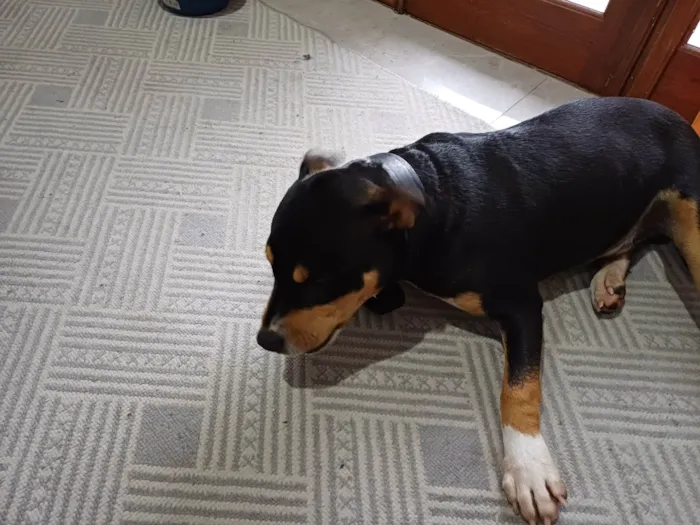 Cachorro ra a Pit-Bull idade 7 a 11 meses nome Mamute 
