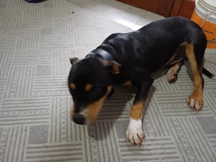 Cachorro ra a Pit-Bull idade 7 a 11 meses nome Mamute 