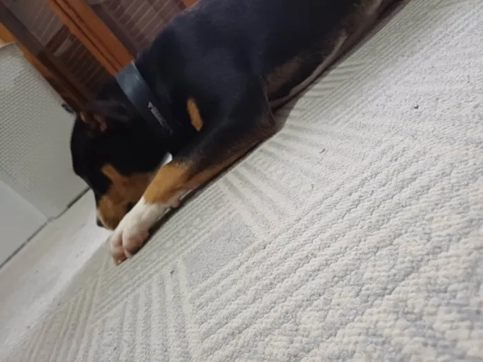 Cachorro ra a Pit-Bull idade 7 a 11 meses nome Mamute 