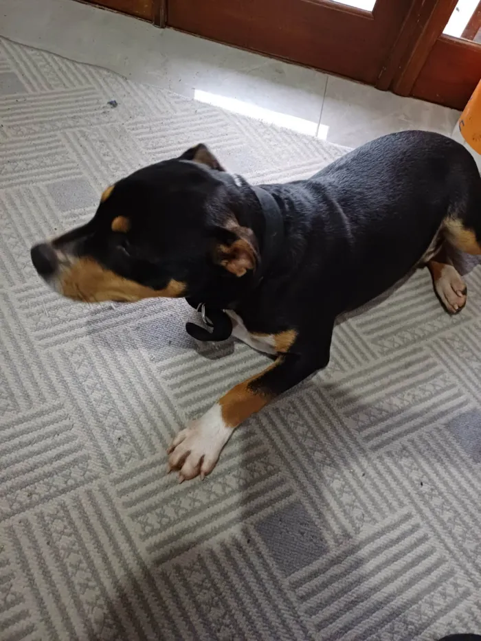 Cachorro ra a Pit-Bull idade 7 a 11 meses nome Mamute 