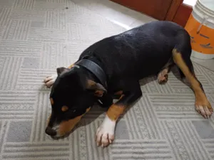 Cachorro raça Pit-Bull idade 7 a 11 meses nome Mamute 
