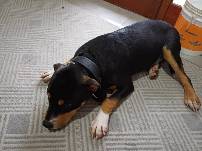 Cachorro ra a Pit-Bull idade 7 a 11 meses nome Mamute 