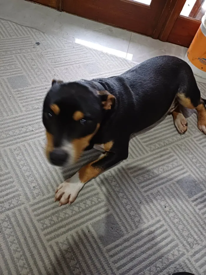 Cachorro ra a Pit-Bull idade 7 a 11 meses nome Mamute 