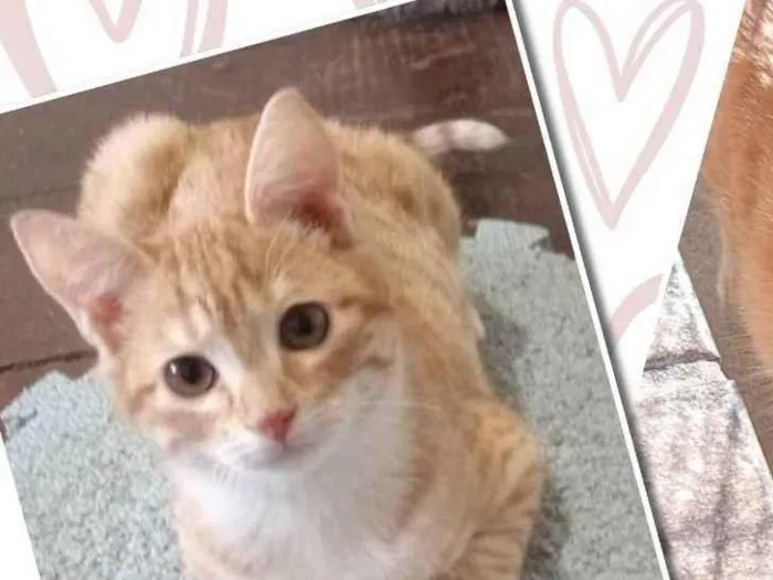 Gato ra a SRD-ViraLata idade 2 a 6 meses nome Filhote e mamãe laranjinhas