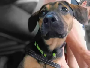 Cachorro raça SRD-ViraLata idade 1 ano nome Billy 