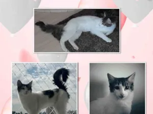 Gato raça SRD-ViraLata idade 2 a 6 meses nome Clara