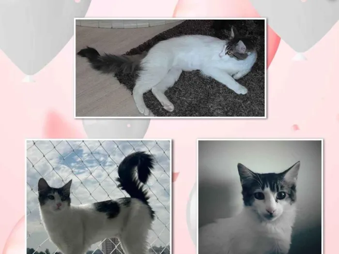 Gato ra a SRD-ViraLata idade 2 a 6 meses nome Clara