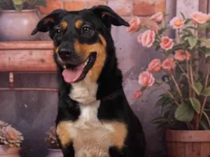 Cachorro raça SRD-ViraLata idade 2 anos nome Kyara 