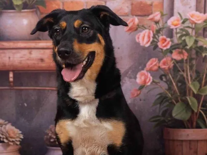 Cachorro ra a SRD-ViraLata idade 2 anos nome Kyara 