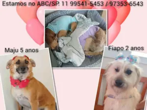 Cachorro raça SRD-ViraLata idade 2 anos nome Maju e Fiapo