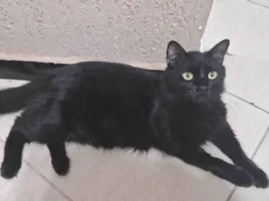 Gato raça SRD-ViraLata idade 3 anos nome Lucius