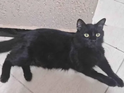 Gato raça SRD-ViraLata idade 3 anos nome Lucius