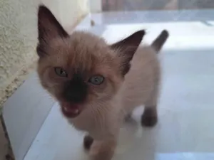 Gato raça SRD-ViraLata idade 2 a 6 meses nome Sem nome