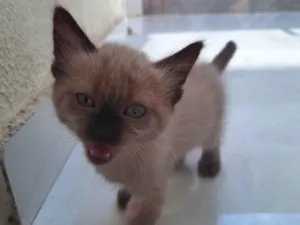 Gato raça SRD-ViraLata idade 2 a 6 meses nome Sem nome