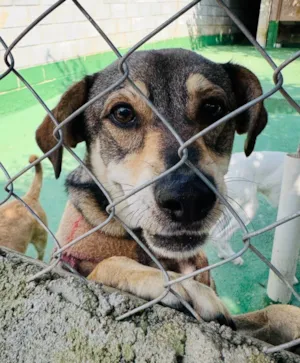 Cachorro raça SRD-ViraLata idade 2 anos nome Cleyton 