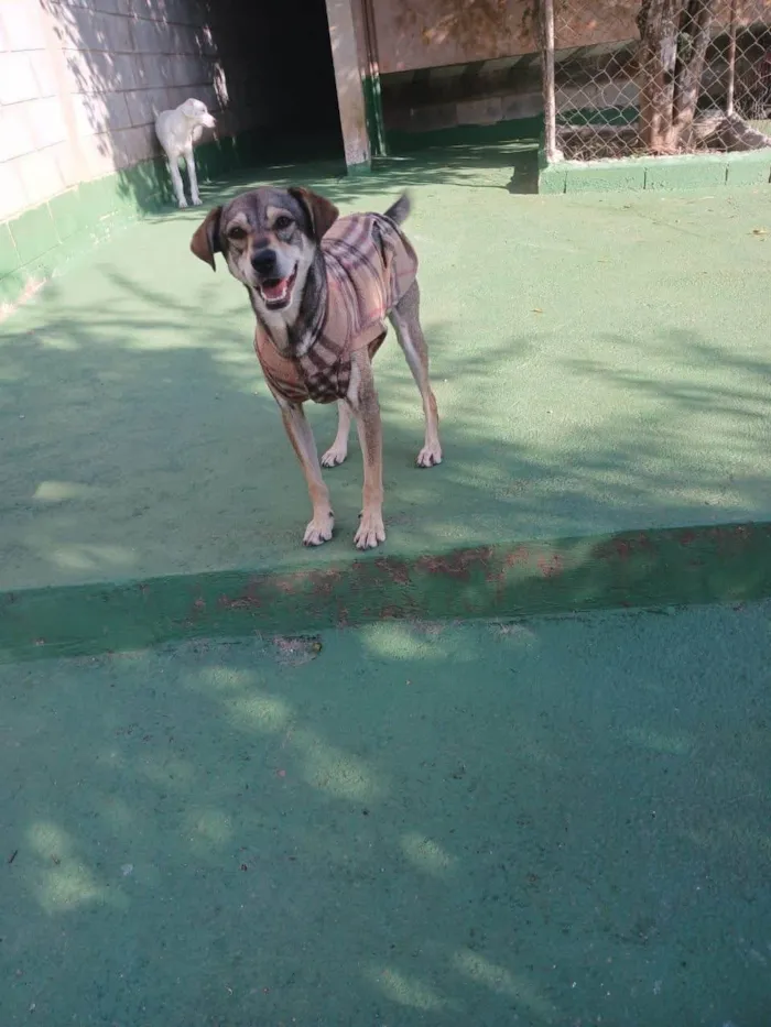 Cachorro ra a SRD-ViraLata idade 2 anos nome Cleyton 
