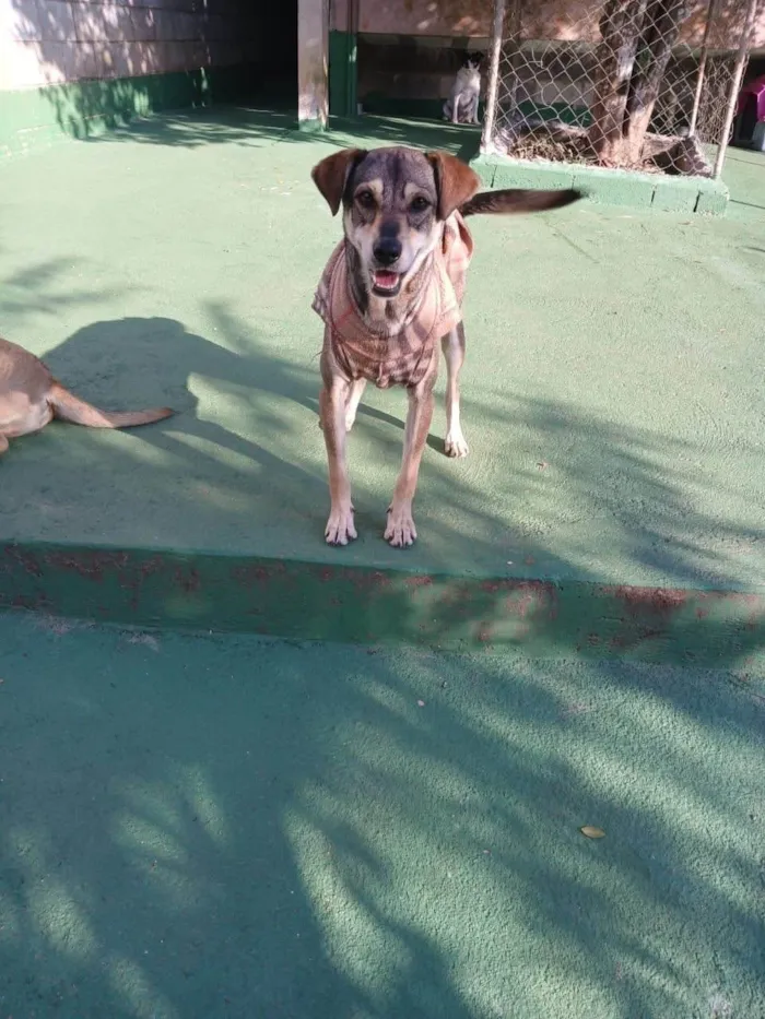 Cachorro ra a SRD-ViraLata idade 2 anos nome Cleyton 