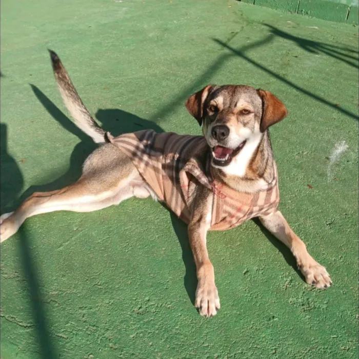 Cachorro ra a SRD-ViraLata idade 2 anos nome Cleyton 