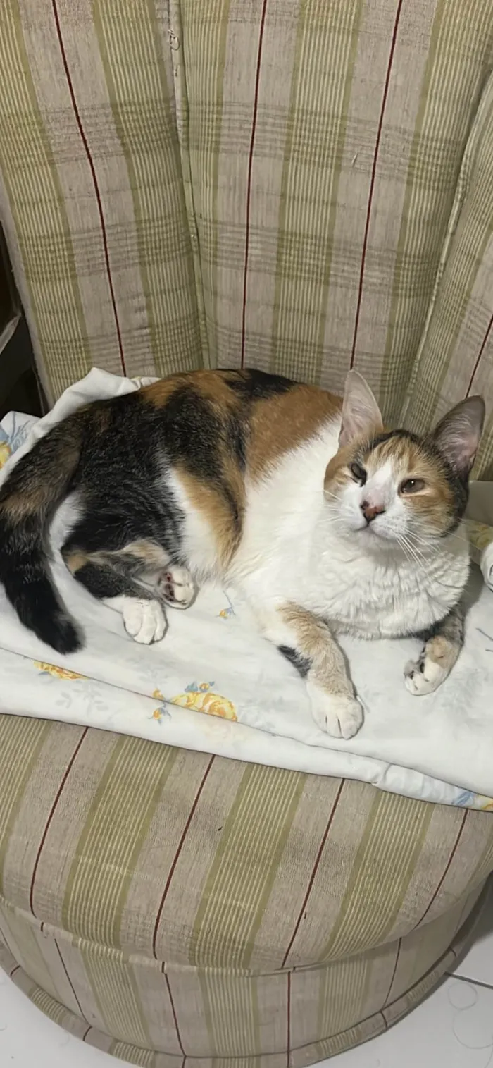 Gato ra a SRD-ViraLata idade 4 anos nome Amora 