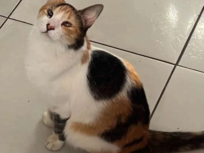 Gato ra a SRD-ViraLata idade 4 anos nome Amora 