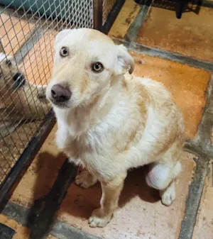 Cachorro raça SRD-ViraLata idade 7 a 11 meses nome Feliz