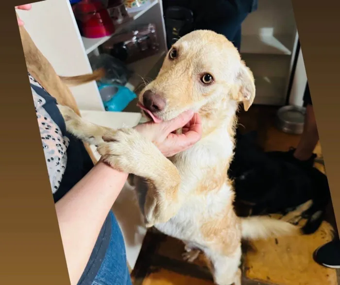 Cachorro ra a SRD-ViraLata idade 7 a 11 meses nome Feliz