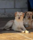 Feliz
