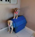 Feliz