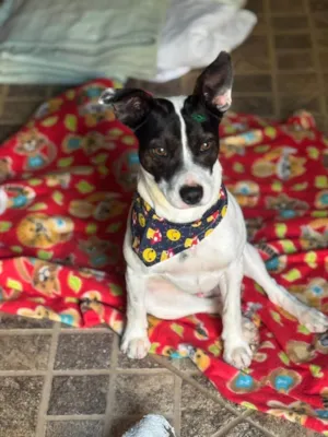 Cachorro raça SRD-ViraLata idade 1 ano nome Milo 