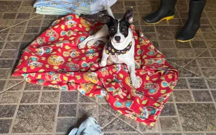 Cachorro ra a SRD-ViraLata idade 1 ano nome Milo 