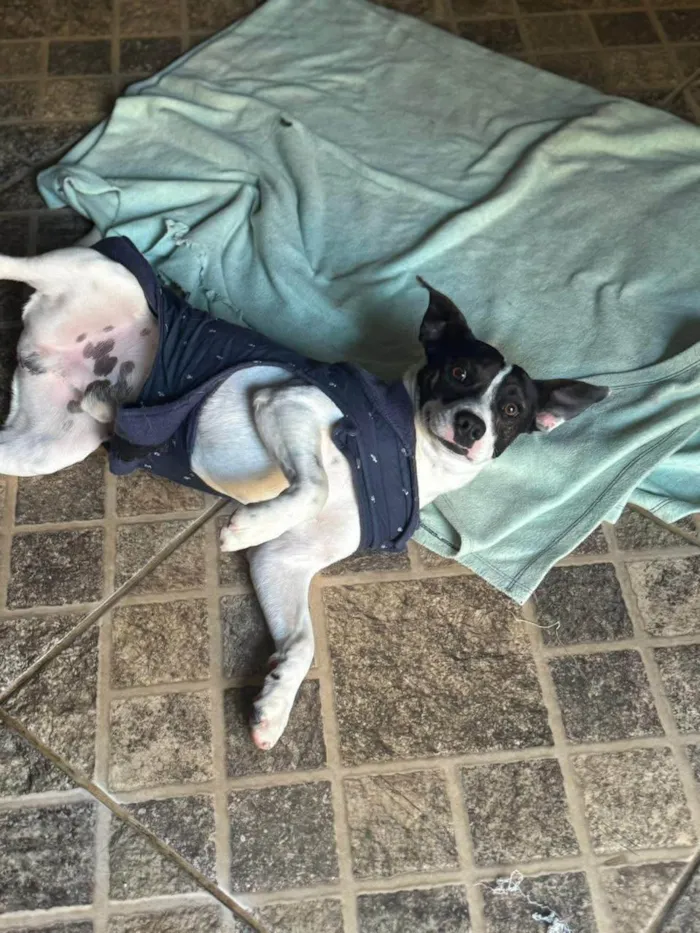 Cachorro ra a SRD-ViraLata idade 1 ano nome Milo 