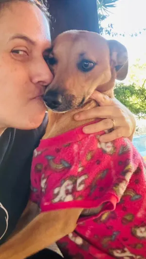 Cachorro raça SRD-ViraLata idade 1 ano nome Nina