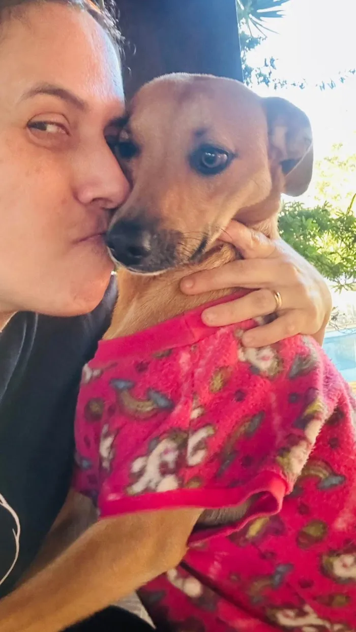 Cachorro ra a SRD-ViraLata idade 1 ano nome Nina
