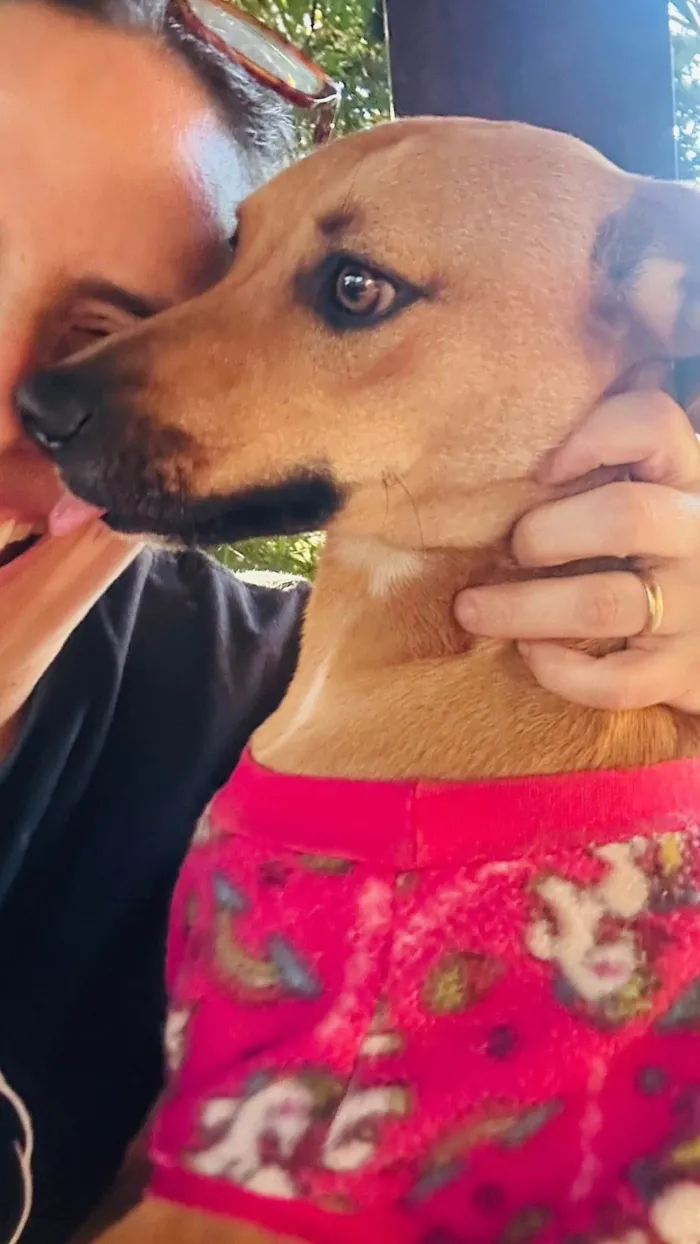 Cachorro ra a SRD-ViraLata idade 1 ano nome Nina