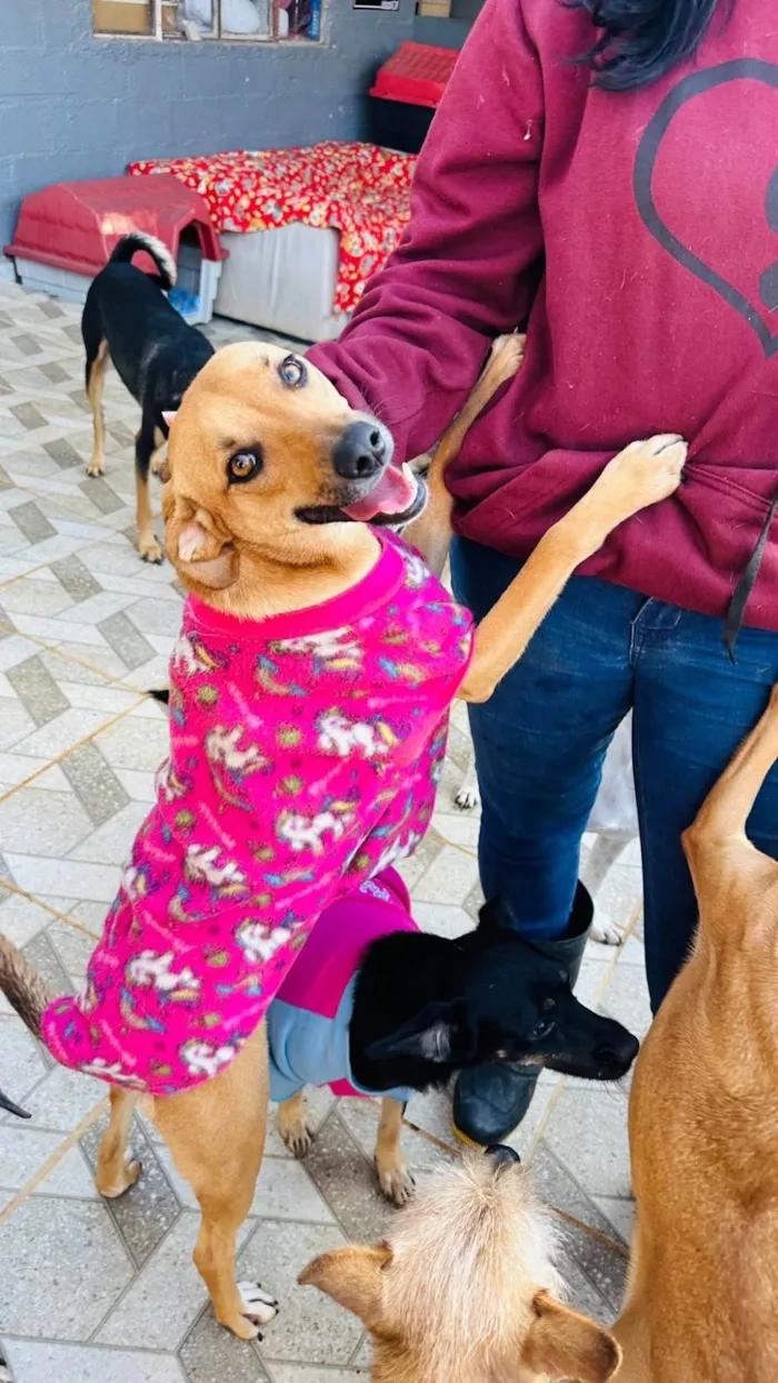 Cachorro ra a SRD-ViraLata idade 1 ano nome Nina