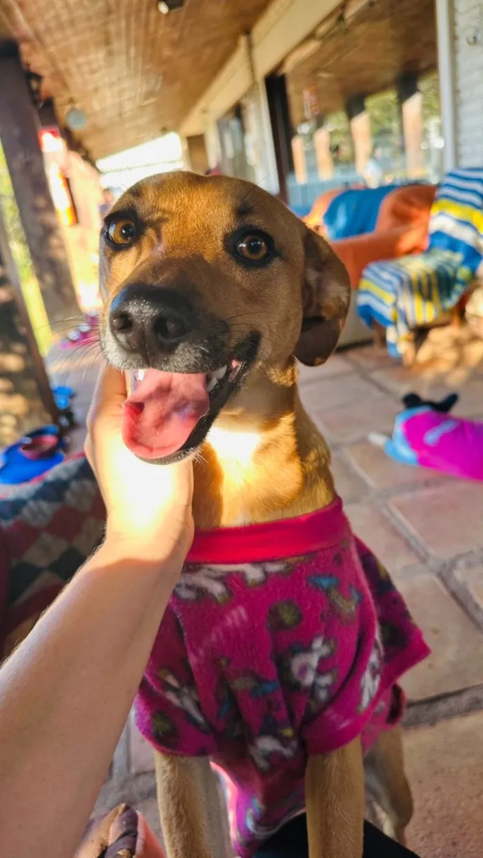 Cachorro ra a SRD-ViraLata idade 1 ano nome Nina