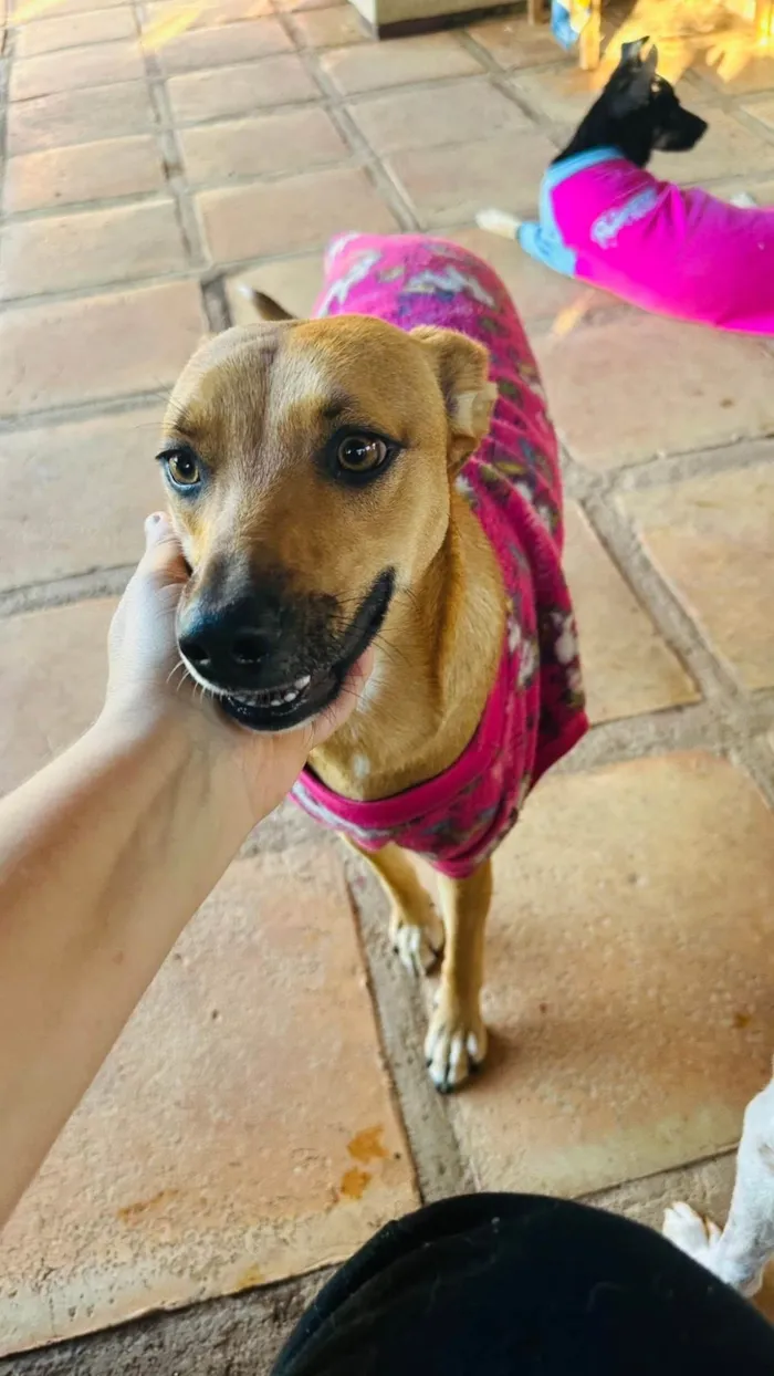 Cachorro ra a SRD-ViraLata idade 1 ano nome Nina