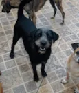 Graça