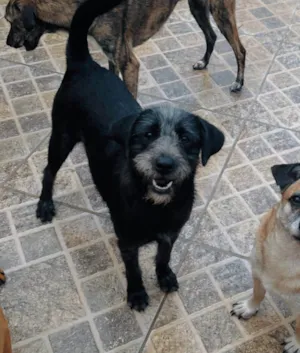 Cachorro raça SRD-ViraLata idade 7 a 11 meses nome Graça