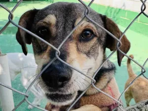 Cachorro raça SRD-ViraLata idade 2 anos nome Cleyton 