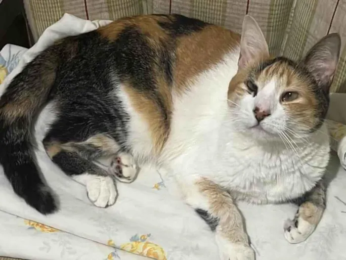 Gato ra a SRD-ViraLata idade 4 anos nome Amora 