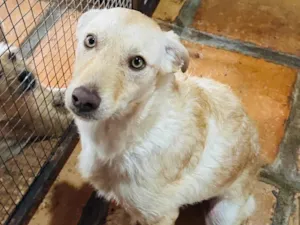 Cachorro raça SRD-ViraLata idade 7 a 11 meses nome Feliz