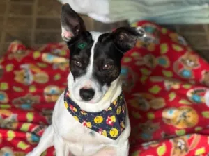 Cachorro raça SRD-ViraLata idade 1 ano nome Milo 