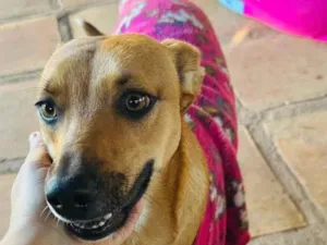Cachorro raça SRD-ViraLata idade 1 ano nome Nina