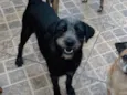 Graça
