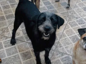 Cachorro raça SRD-ViraLata idade 7 a 11 meses nome Graça