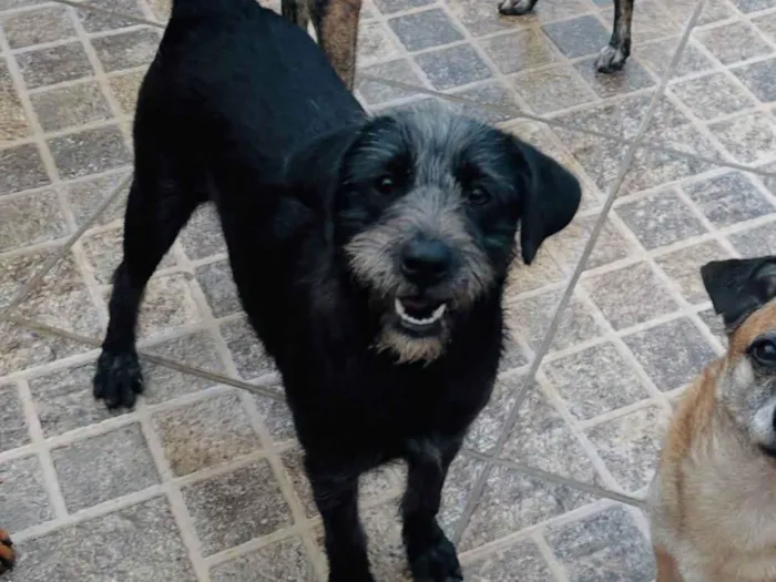 Cachorro ra a SRD-ViraLata idade 7 a 11 meses nome Graça