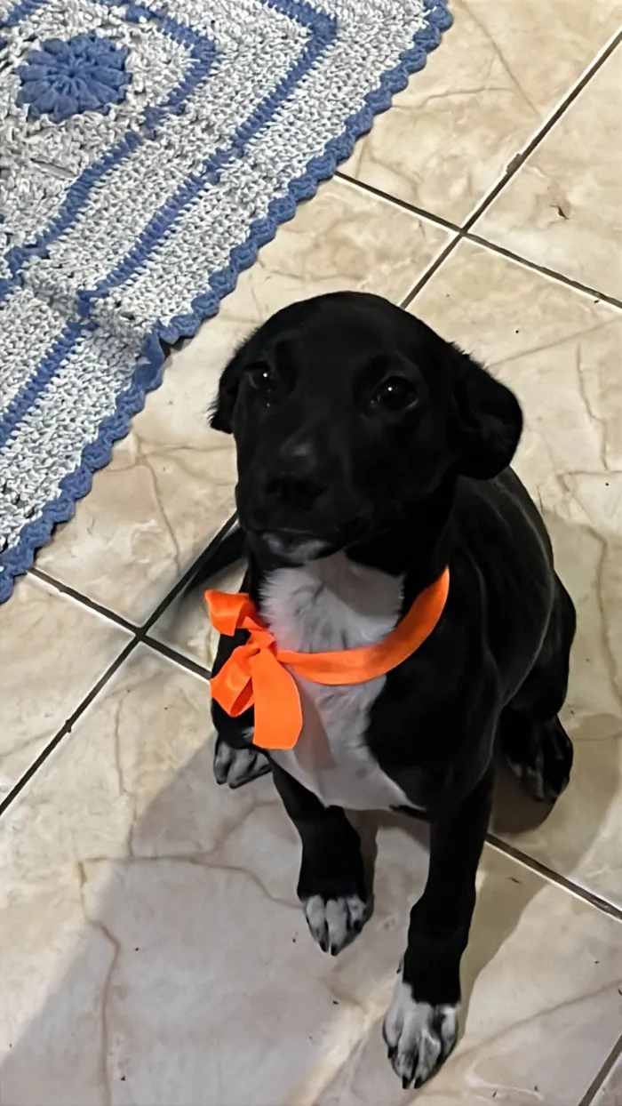 Cachorro ra a SRD-ViraLata idade 2 a 6 meses nome Pantera 